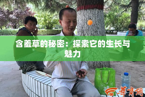 含羞草的秘密：探索它的生长与魅力