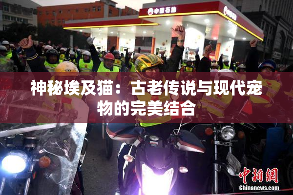 神秘埃及猫：古老传说与现代宠物的完美结合