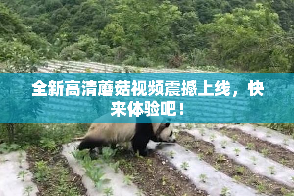 全新高清蘑菇视频震撼上线，快来体验吧！