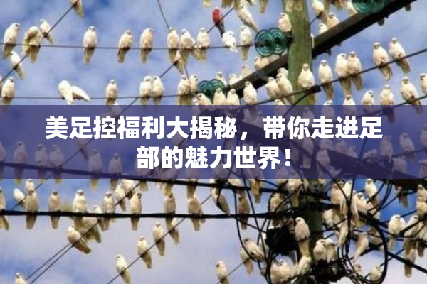 美足控福利大揭秘，带你走进足部的魅力世界！