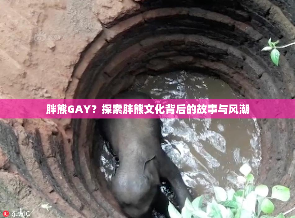 胖熊GAY？探索胖熊文化背后的故事与风潮