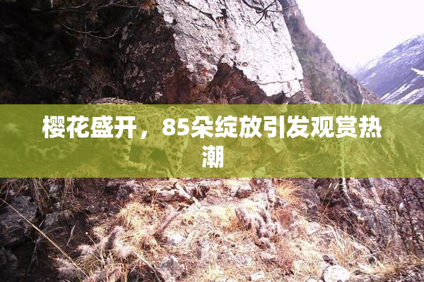 樱花盛开，85朵绽放引发观赏热潮