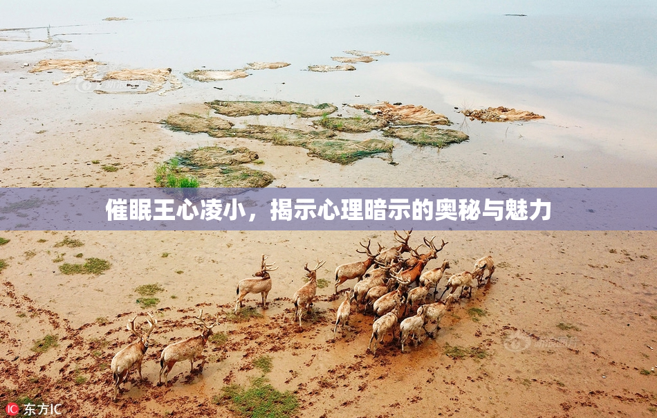 催眠王心凌小，揭示心理暗示的奥秘与魅力