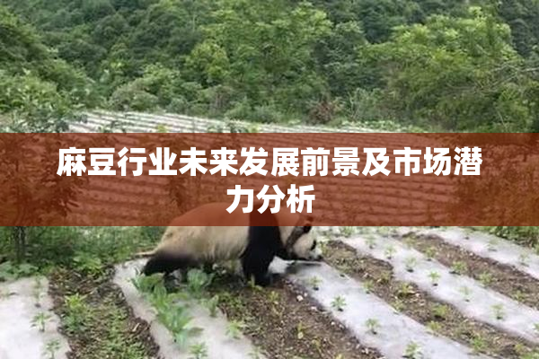 麻豆行业未来发展前景及市场潜力分析