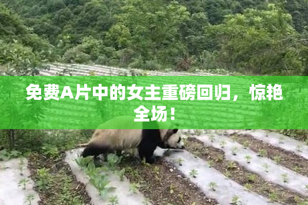 免费A片中的女主重磅回归，惊艳全场！