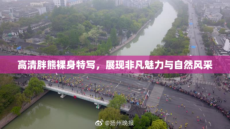 高清胖熊裸身特写，展现非凡魅力与自然风采