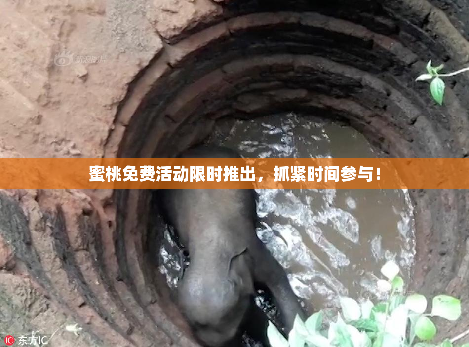 蜜桃免费活动限时推出，抓紧时间参与！