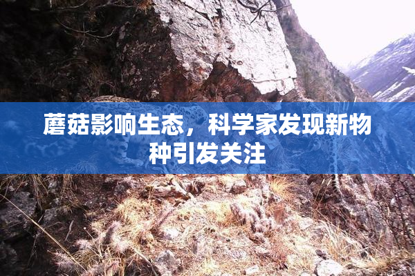 蘑菇影响生态，科学家发现新物种引发关注