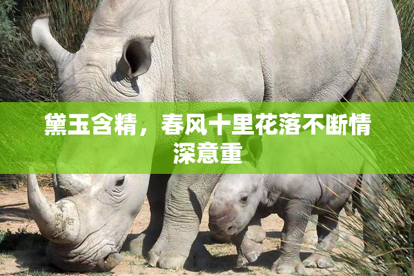 黛玉含精，春风十里花落不断情深意重