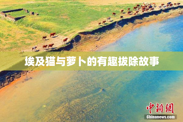 埃及猫与萝卜的有趣拔除故事