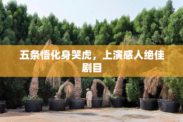 五条悟化身哭虎，上演感人绝佳剧目