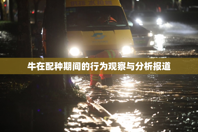 牛在配种期间的行为观察与分析报道