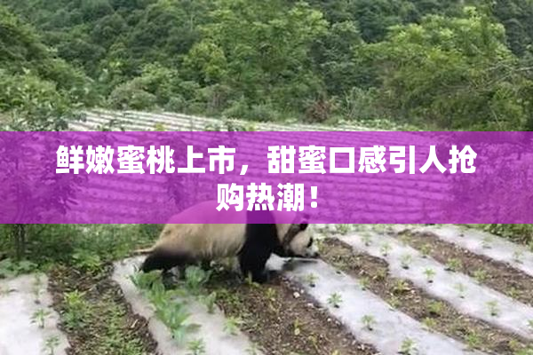 鲜嫩蜜桃上市，甜蜜口感引人抢购热潮！