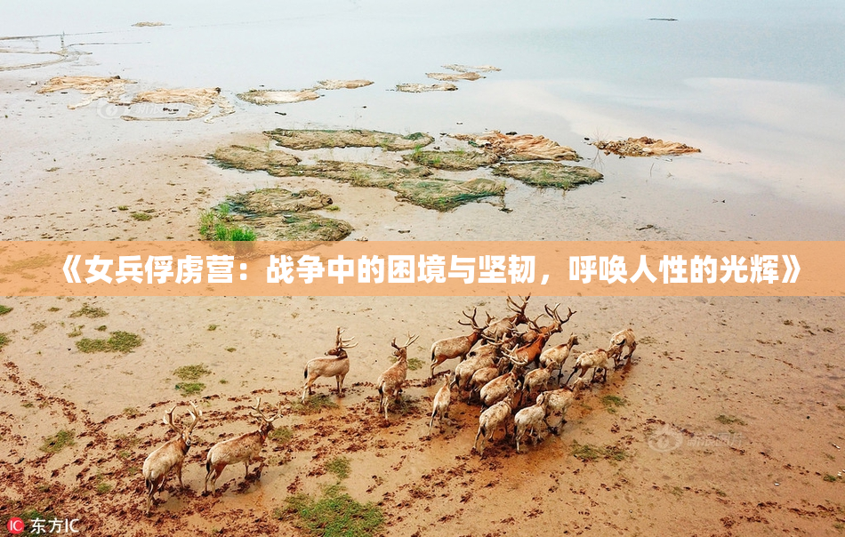 《女兵俘虏营：战争中的困境与坚韧，呼唤人性的光辉》