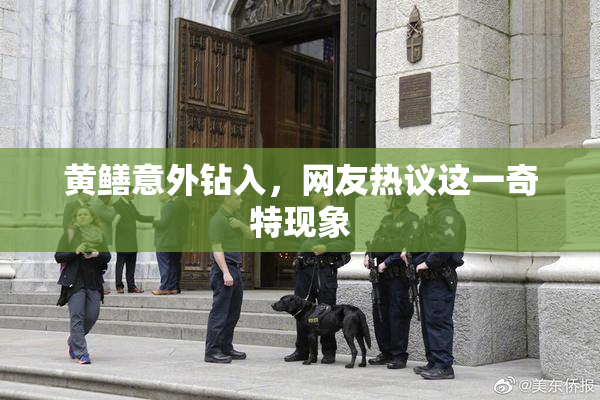 黄鳝意外钻入，网友热议这一奇特现象