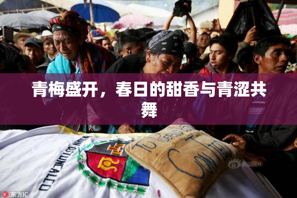 青梅盛开，春日的甜香与青涩共舞