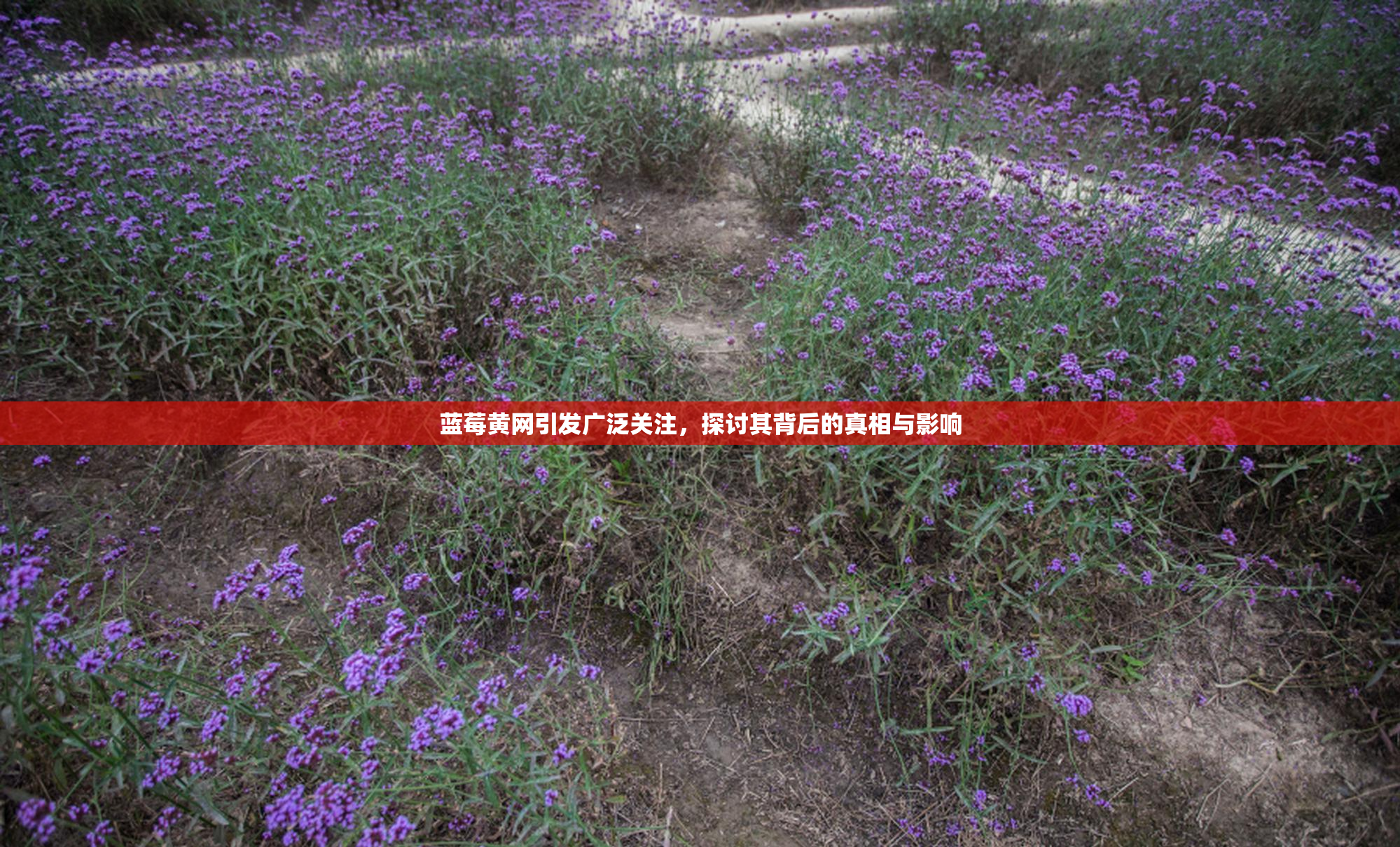 蓝莓黄网引发广泛关注，探讨其背后的真相与影响
