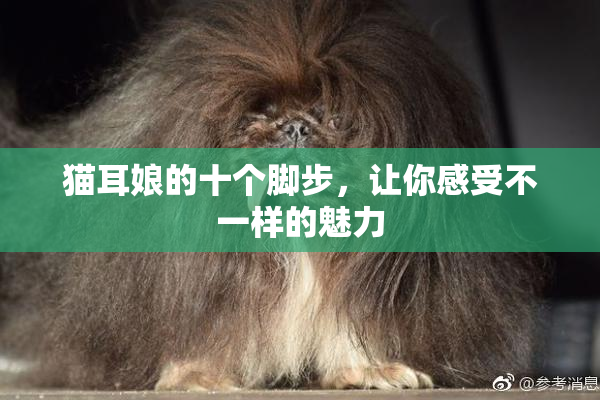 猫耳娘的十个脚步，让你感受不一样的魅力