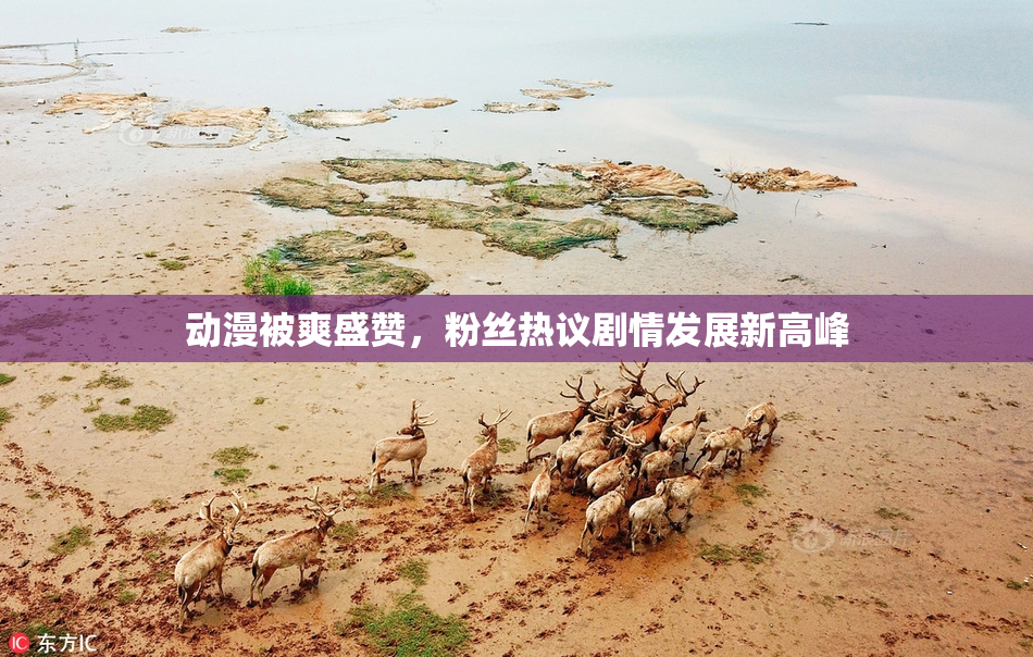 动漫被爽盛赞，粉丝热议剧情发展新高峰