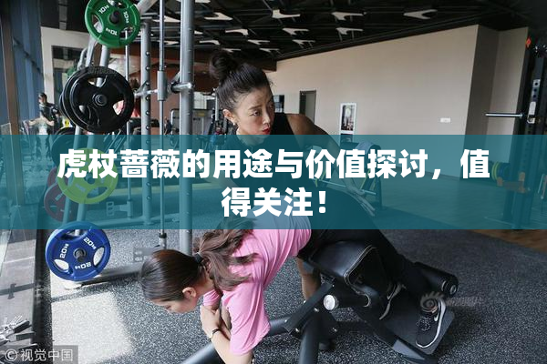 虎杖蔷薇的用途与价值探讨，值得关注！