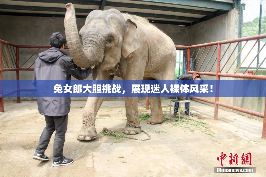 兔女郎大胆挑战，展现迷人裸体风采！