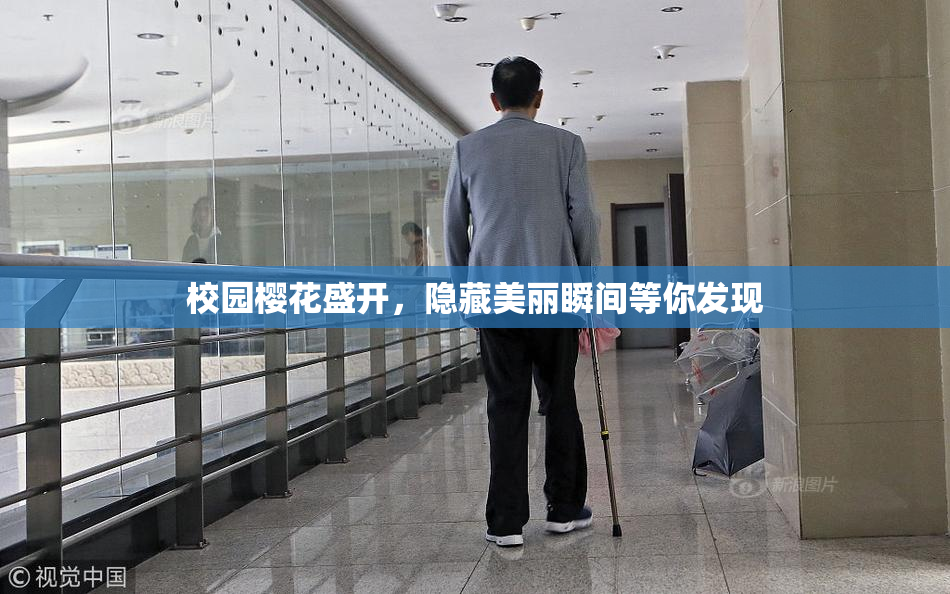 校园樱花盛开，隐藏美丽瞬间等你发现