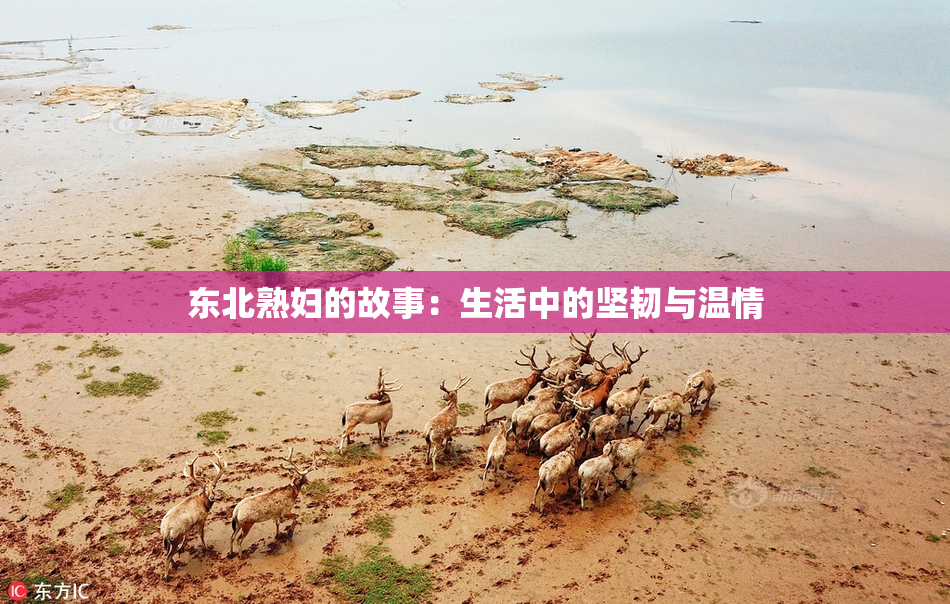 东北熟妇的故事：生活中的坚韧与温情