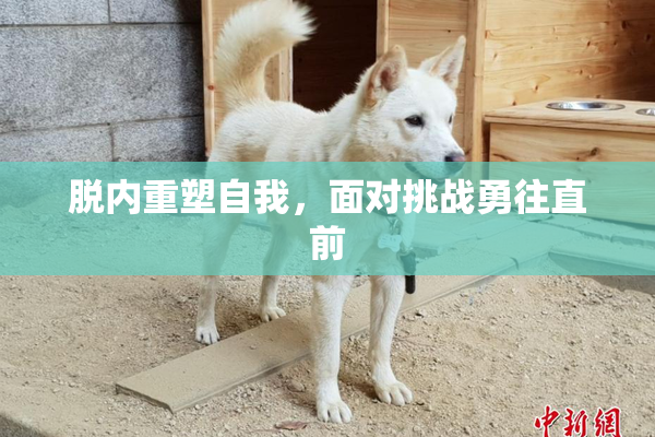 脱内重塑自我，面对挑战勇往直前