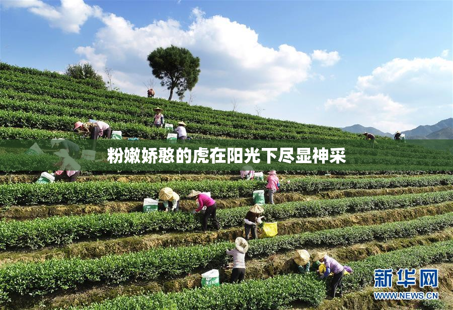 粉嫩娇憨的虎在阳光下尽显神采