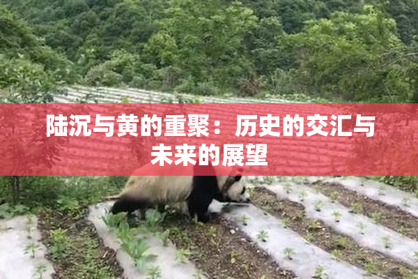 陆沉与黄的重聚：历史的交汇与未来的展望