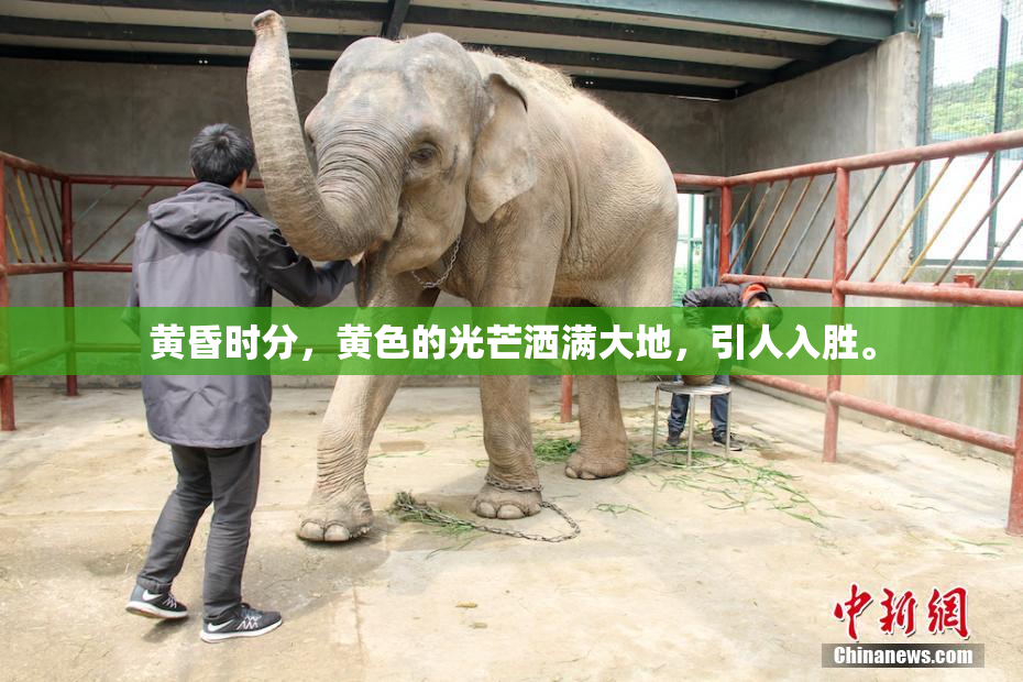 黄昏时分，黄色的光芒洒满大地，引人入胜。