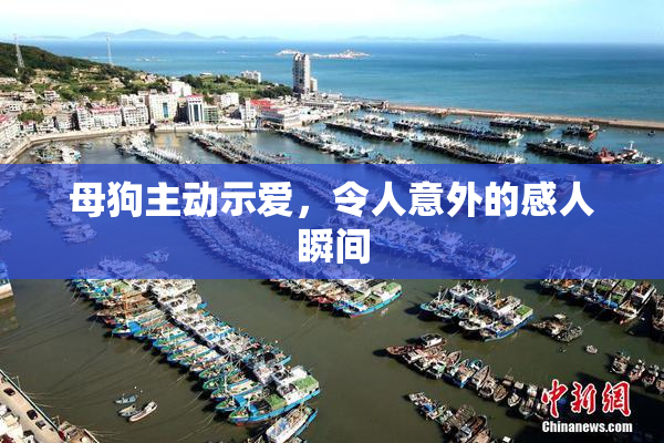 母狗主动示爱，令人意外的感人瞬间