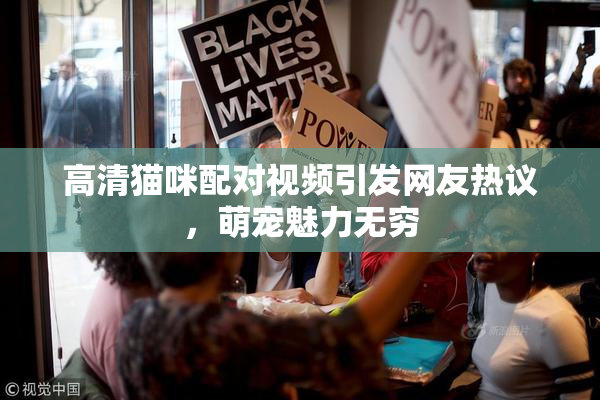 高清猫咪配对视频引发网友热议，萌宠魅力无穷