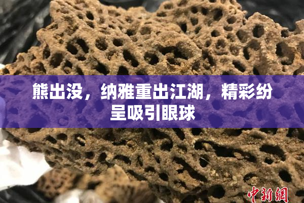 熊出没，纳雅重出江湖，精彩纷呈吸引眼球