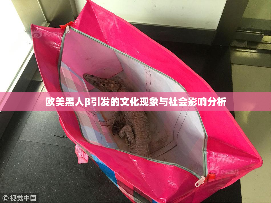 欧美黑人β引发的文化现象与社会影响分析