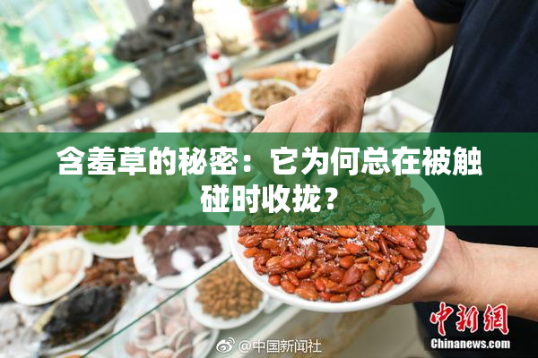 含羞草的秘密：它为何总在被触碰时收拢？