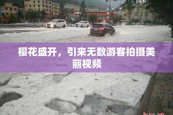 樱花盛开，引来无数游客拍摄美丽视频