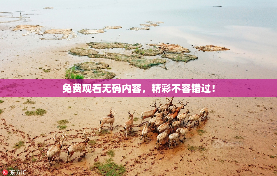 免费观看无码内容，精彩不容错过！