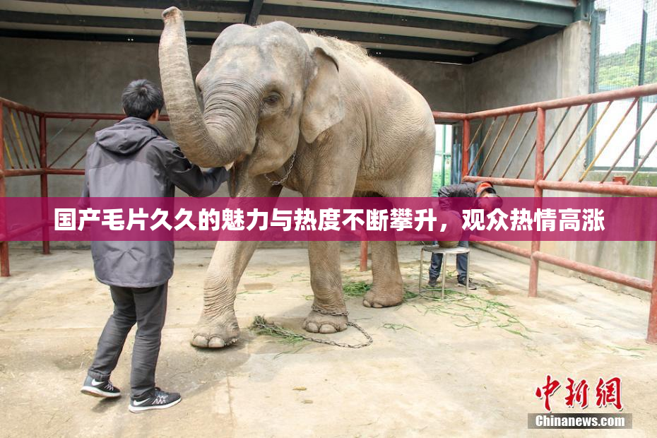 国产毛片久久的魅力与热度不断攀升，观众热情高涨