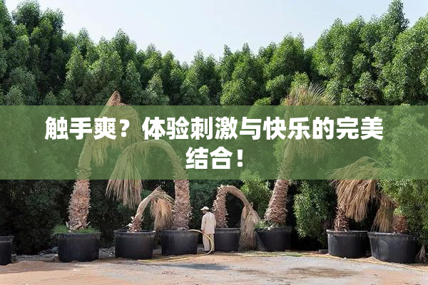 触手爽？体验刺激与快乐的完美结合！
