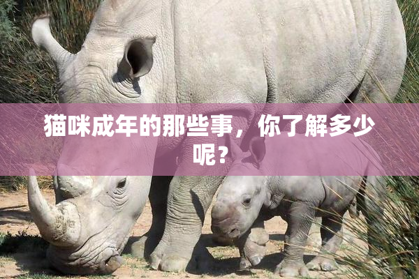 猫咪成年的那些事，你了解多少呢？