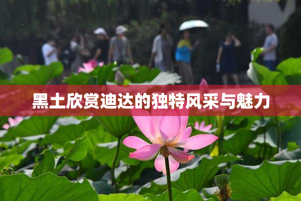 黑土欣赏迪达的独特风采与魅力