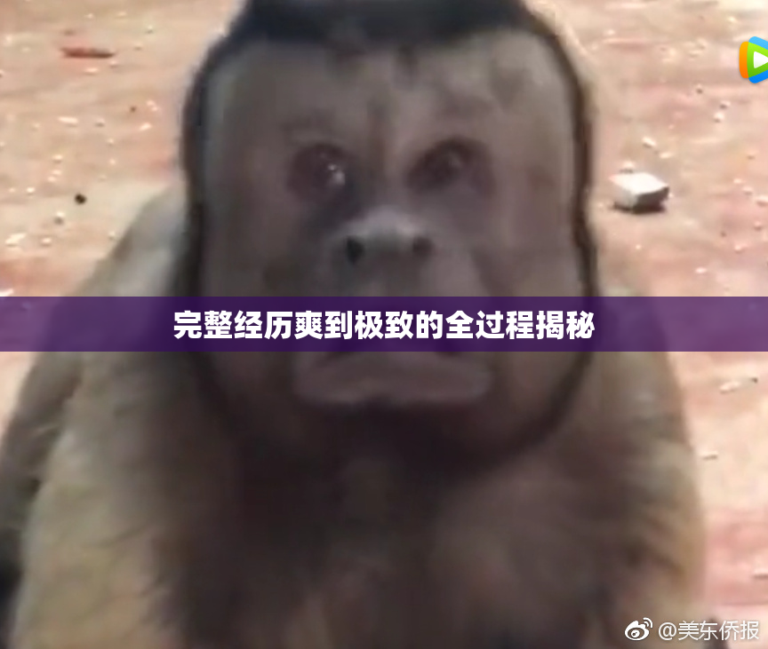 完整经历爽到极致的全过程揭秘