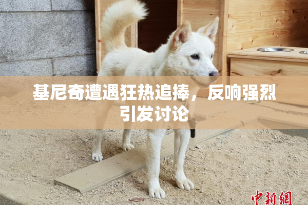 基尼奇遭遇狂热追捧，反响强烈引发讨论