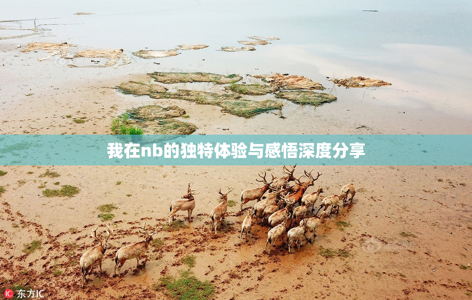我在nb的独特体验与感悟深度分享