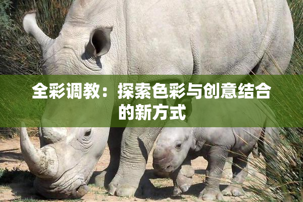 全彩调教：探索色彩与创意结合的新方式