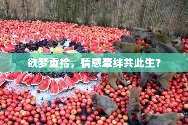 欲梦重拾，情感牵绊共此生？