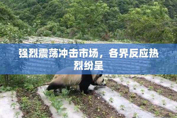 强烈震荡冲击市场，各界反应热烈纷呈
