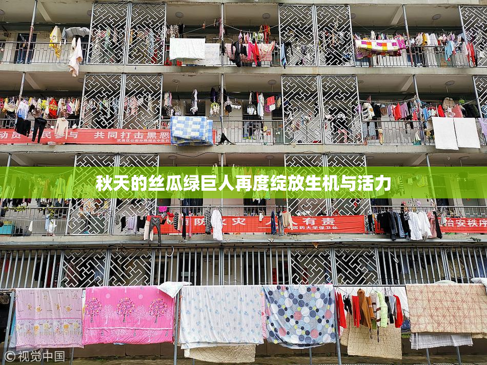 秋天的丝瓜绿巨人再度绽放生机与活力