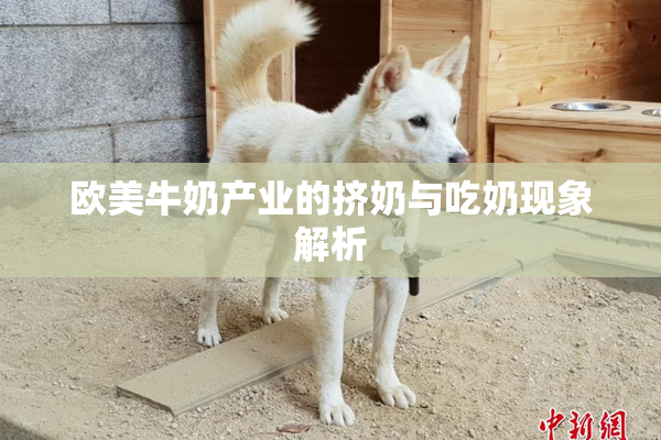 欧美牛奶产业的挤奶与吃奶现象解析